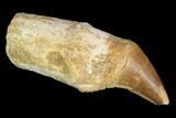 Fossil Rooted Mosasaur (Prognathodon) Tooth - Morocco #116925-1